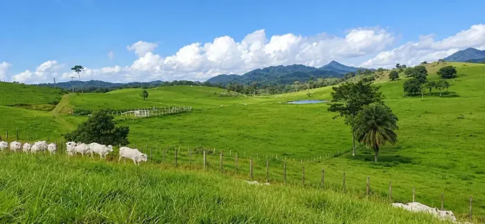 6.500ha em Itagí-BA