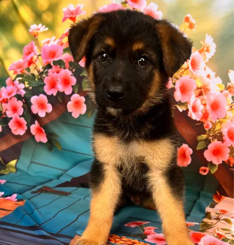 Pastor alemão manto negro para guarda puros microchip e pedigree 