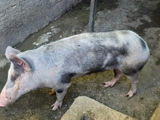 1700 porca e leitão ja castrado