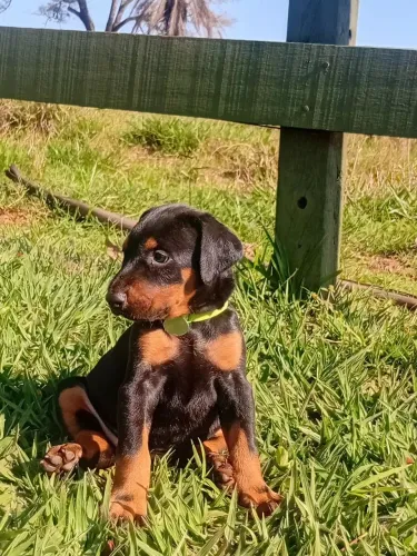 Filhotes de Doberman disponíveis