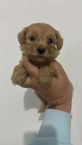 Filhote poodle, Aumigos prontos para conquistar seu coração!