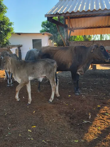 Novilha parida primeira cria 