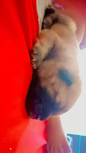 Filhotes de Chow Chow 