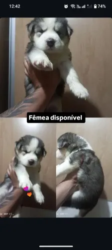 filhotes de Husky Siberiano fêmeas