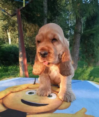 Cocker Spaniel ingles Filhotes de mais alto padrão da raça