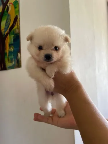 Spitz alemão- Lulu da Pomerania