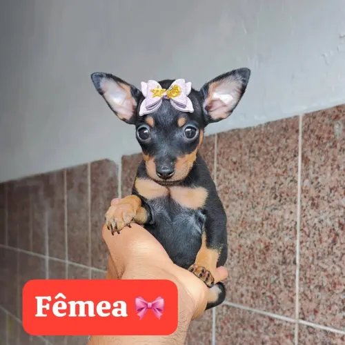 Pinscher Filhotes Machos e Fêmeas Disponíveis - Condição Especial