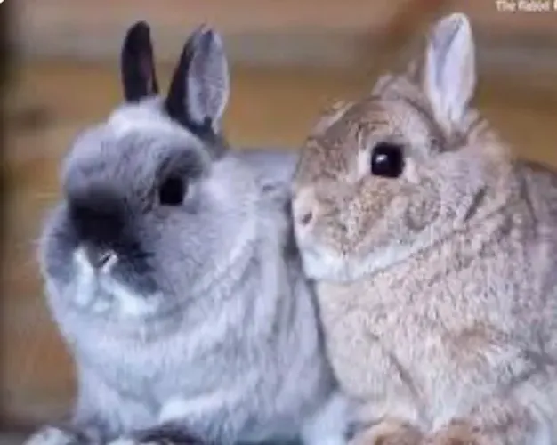 Porquinho da Índia Peruano/ Coelho mini 