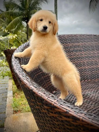 Golden carioca