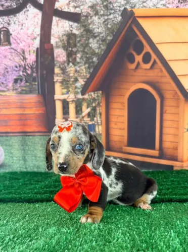 Dachshund fêmea