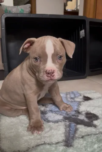 American Bully Pocket- Filhote