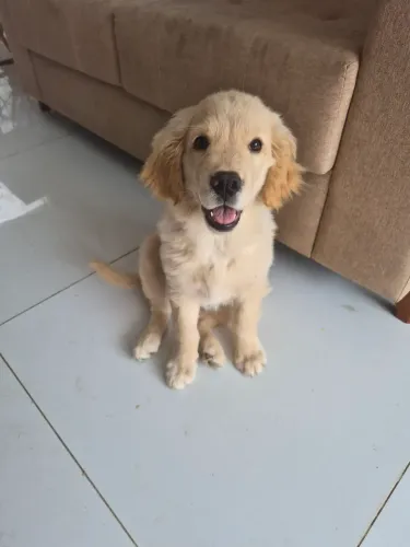 Golden fêmea 3 meses