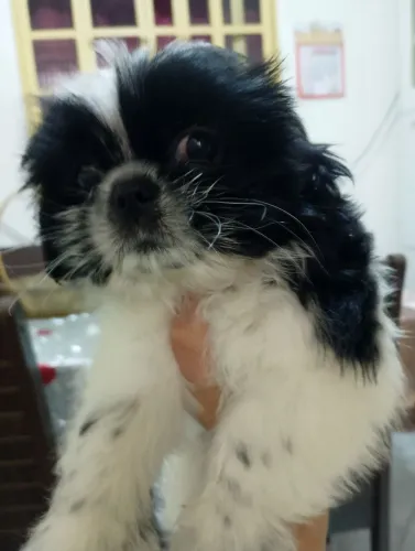 Shitzu fêmea mini 4 meses 