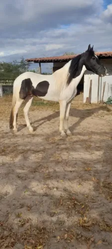 Cavalo pampa de preto