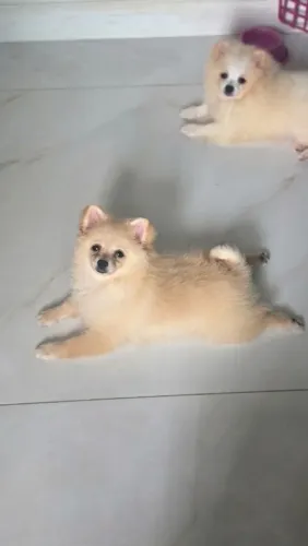 Filhote Fêmea d3 Lulu da Pomerânea