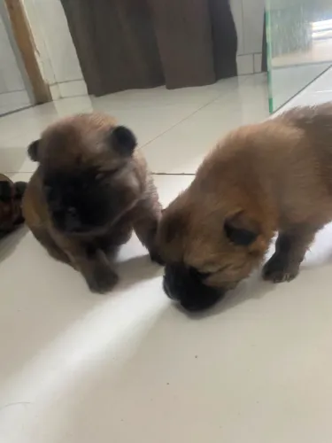 Filhote de chow chow