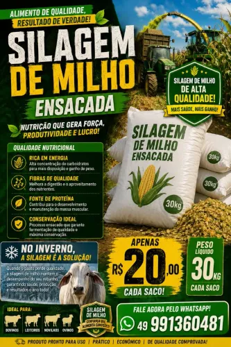 Silagem de milho 