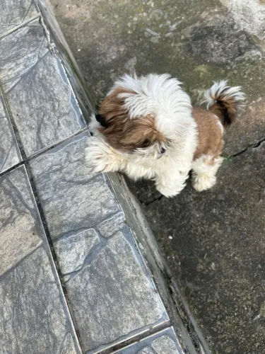 Filhote Femea shih tzu