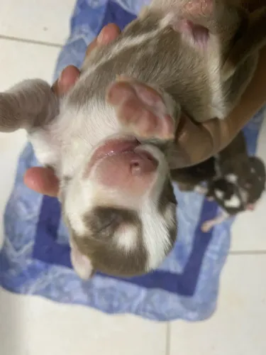 Vendo husky siberiano