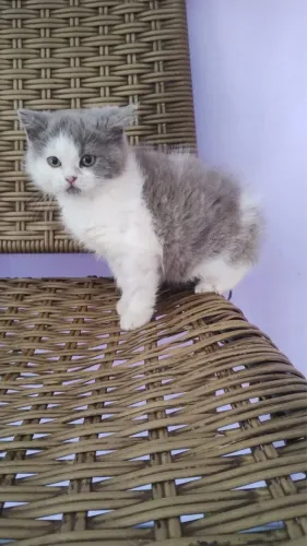 Lindos machinhos de British Shorthair 