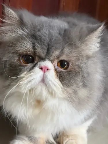 Gato persa