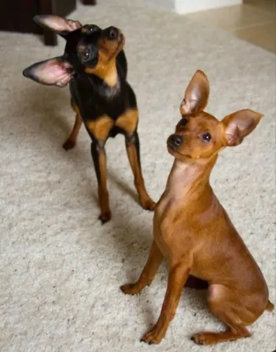 Casal de pinsher com 8 meses 
