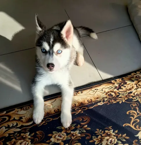 Filhote husky fêmea 