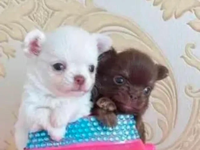 Femea e macho pelo longo