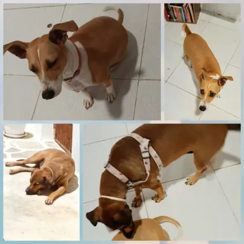 Adoção Responsável Cadelas Castradas