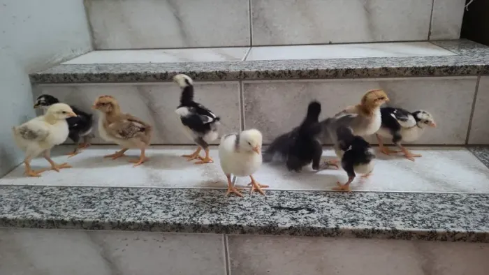 Pintinho galinha balão sertaneja gsb