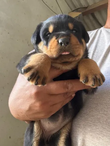 Filhotes de Rottweiler