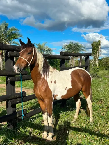 égua mangalarga