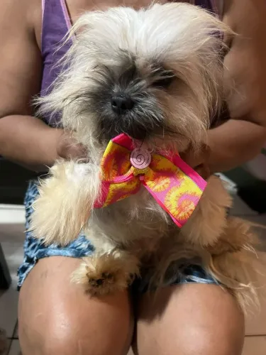 Vendo Shitzu macho vacinado