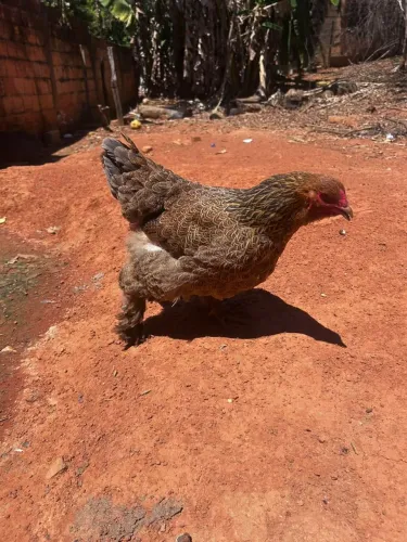 Casal galinha Brahma Perdiz
