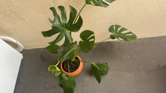 Costela de Adão - monstera deliciosa
