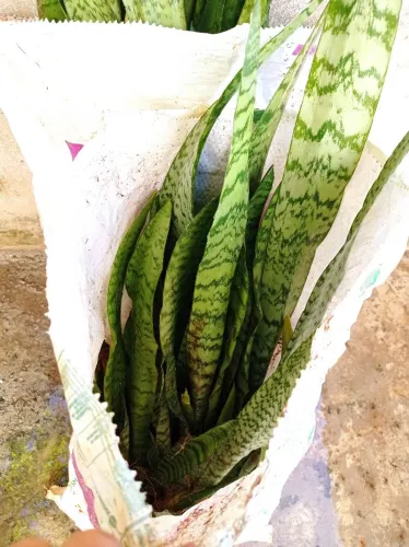 Planta espada de São Jorge