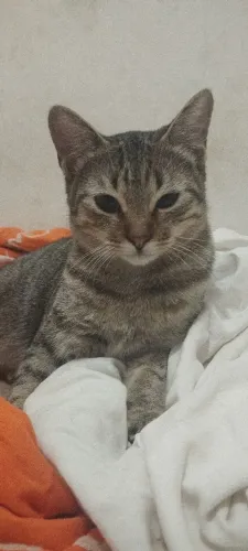 Gatos 