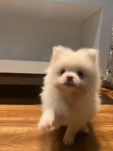 Filhote de Spitz alemão 