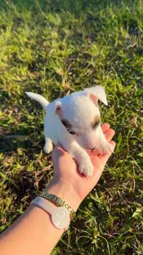 Filhote Jack Russel