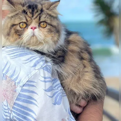 Gato 