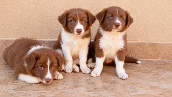 Vende se filhote de border collie