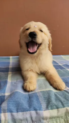 Golden Retriever,Golden Retriever Filhote Estrutura Perfeita Disponível
