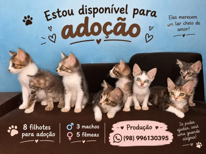 Gatos disponíveis para doação