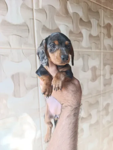 FÊMEA DACHSHUND DISPONÍVEL leia anúncio 