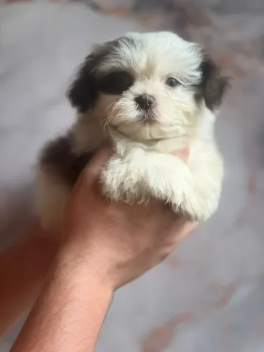 Lindos Filhotes de Shih Tzu à Venda