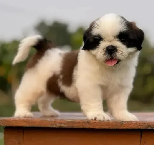 Filhotes de Shih Tzu | Pet com muito afeto.