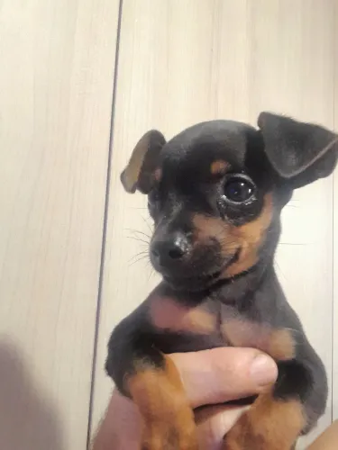 Filhote de pinscher