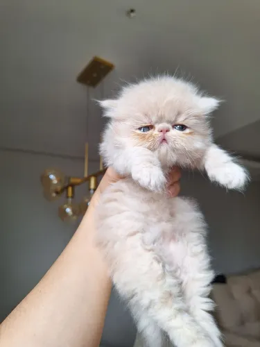 Gato persa legítimo