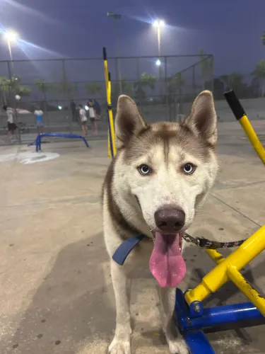 Husky Siberiano 