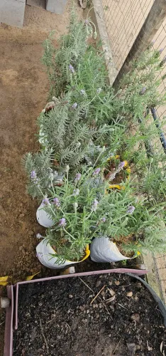 Mudas Lavanda
